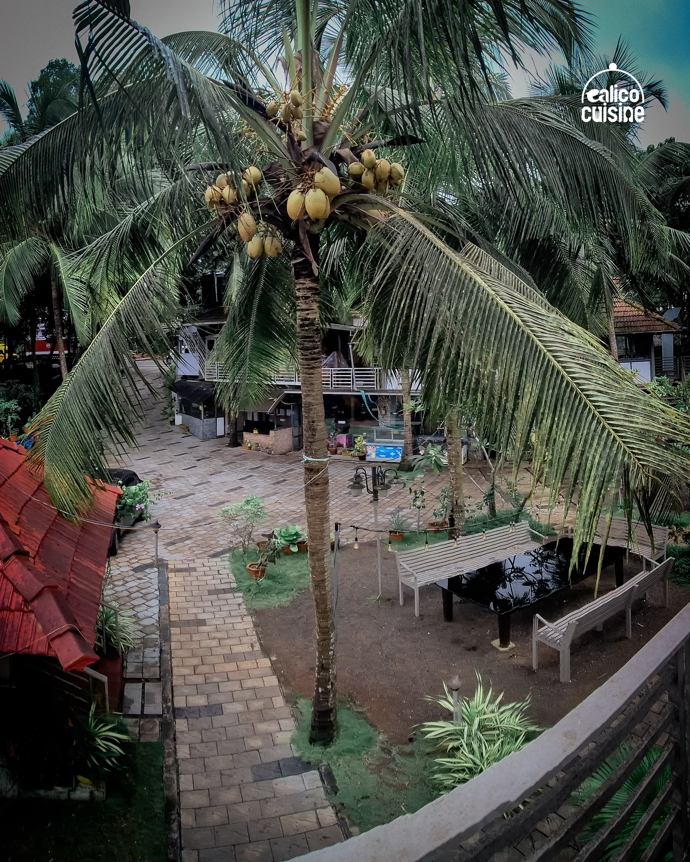 Calico Cuisino - Photo 9